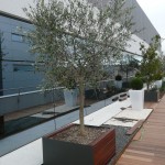 Un olivo toscano en una cubierta de Madrid